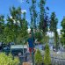 Slivka domáca (Prunus Domestica) ´STANLEY´-  výška 250-300 cm, obvod kmeňa 14/16 cm, kont. C70L - KVETINÁČOVÁ
